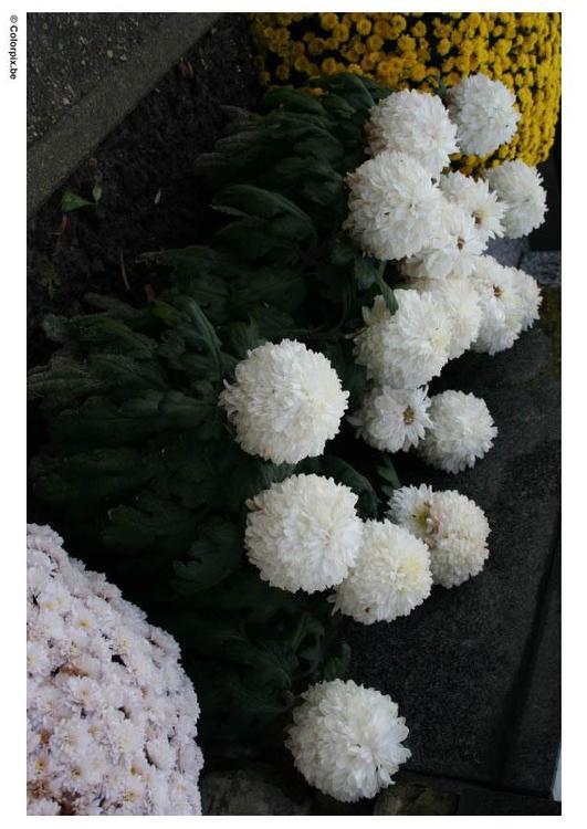 flowers in graveyard