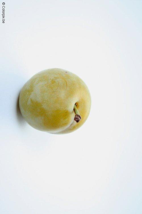 greengage plum