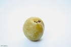 Photo greengage plum