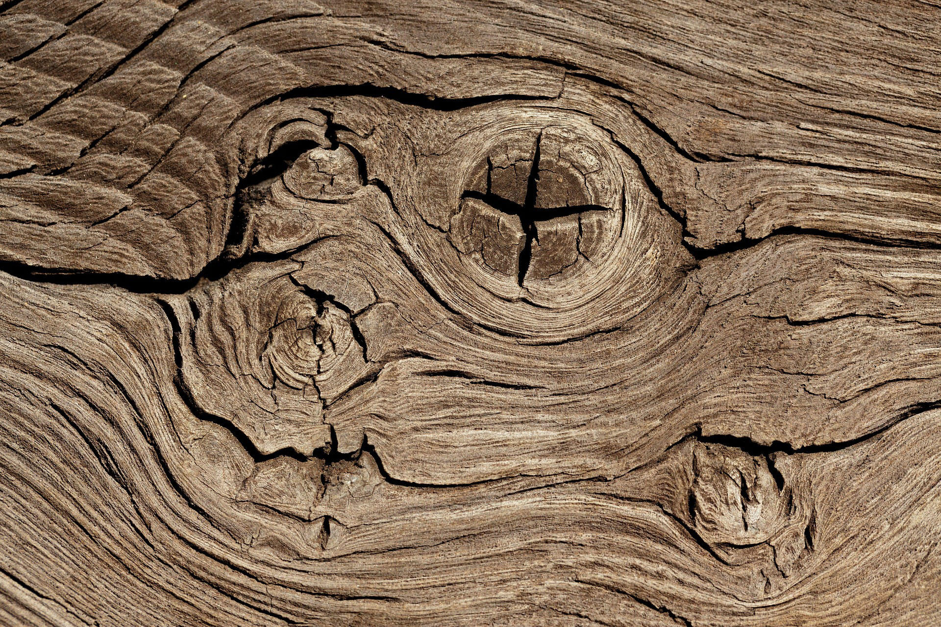 Photo growth rings