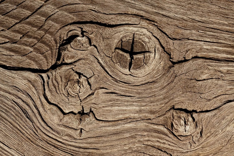 Photo growth rings