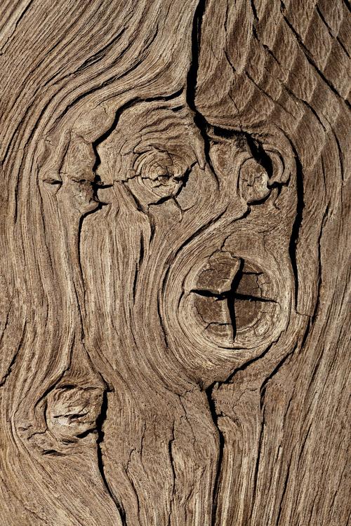 growth rings
