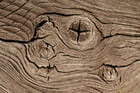 growth rings