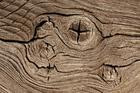 Photos growth rings