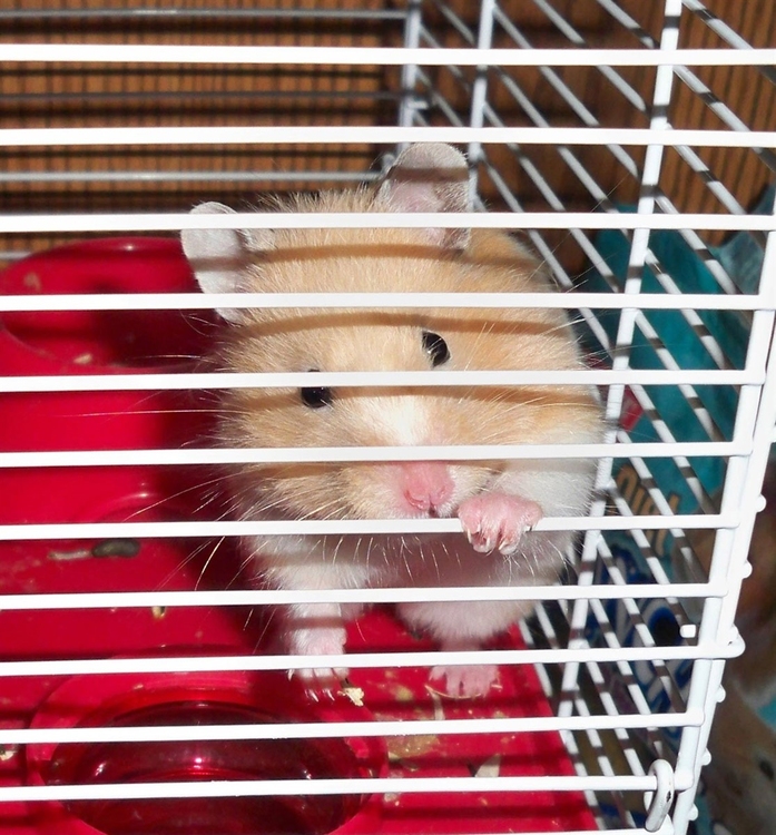 Photo hamster in cage