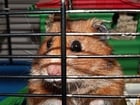 Photos hamster in cage