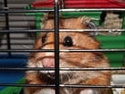 Photo hamster in cage