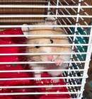 hamster in cage