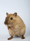 Photos hamster