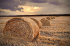 Photo harvest