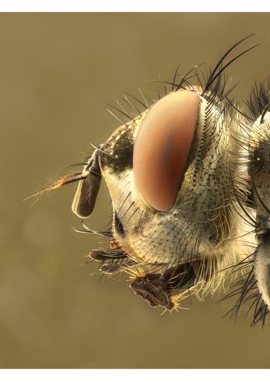 Photo head of a fly