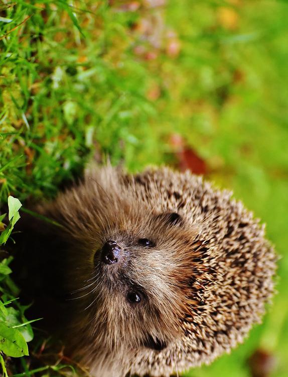 hedgehog