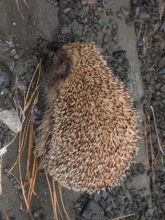 hedgehog