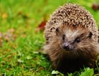 Photo hedgehog