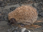 Photos hedgehog