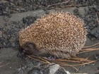 Photo hedgehog