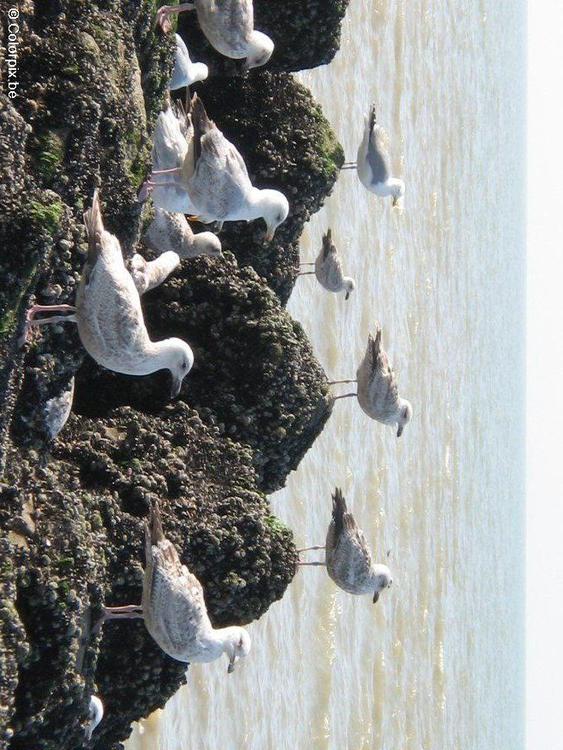 herring gull