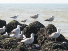 Photo herring gull