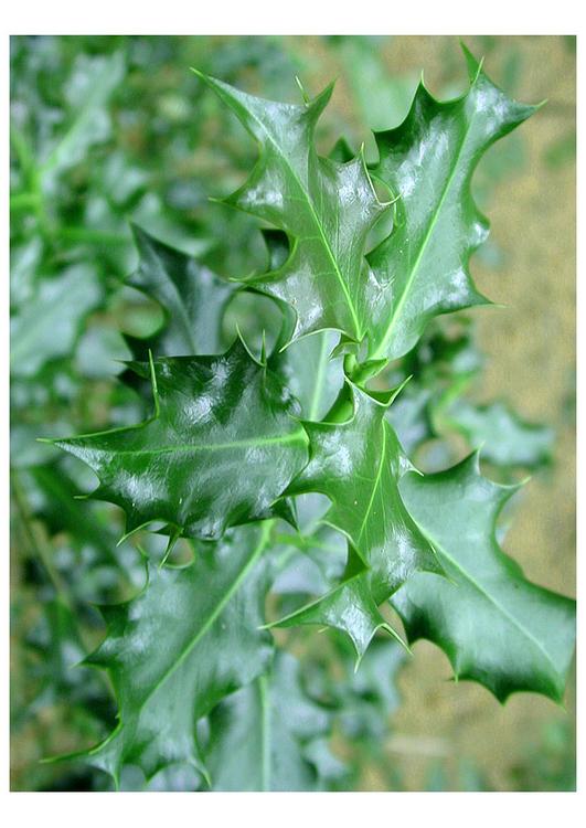 holly