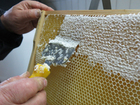 Photos honeycomb