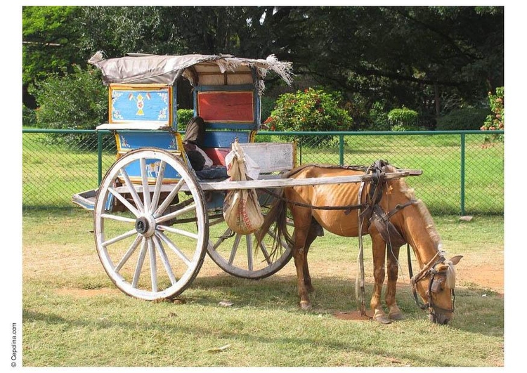 Photo horse and carriage