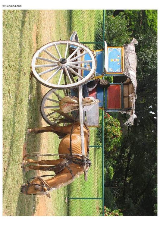 horse and carriage