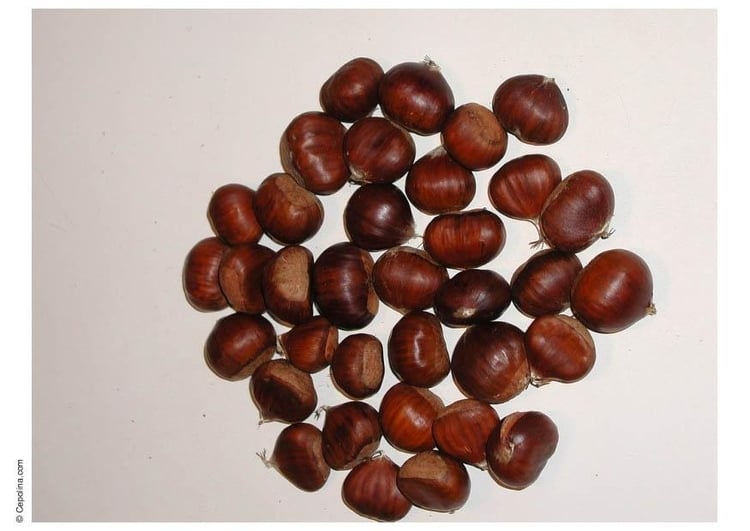 Photo horse chestnut