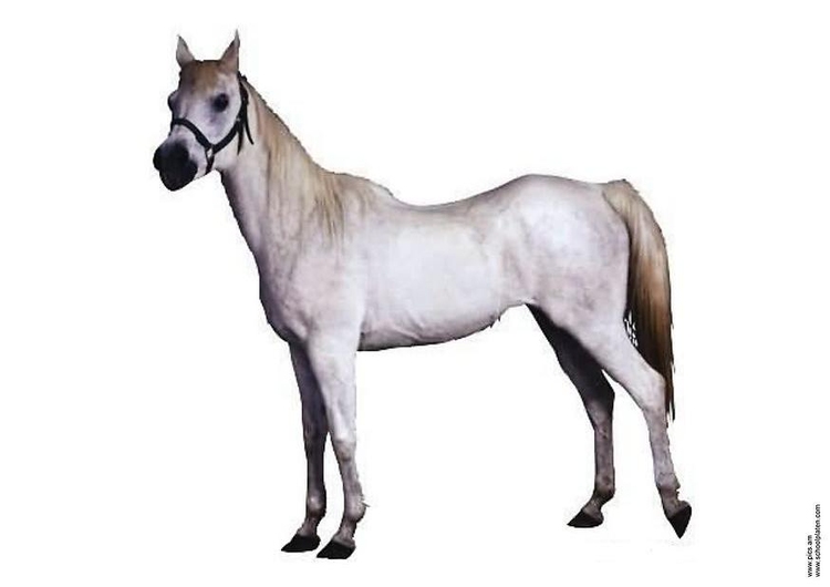 Photo horse