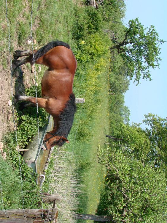 horse in field