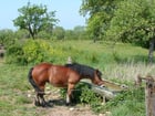 Photo horse in field