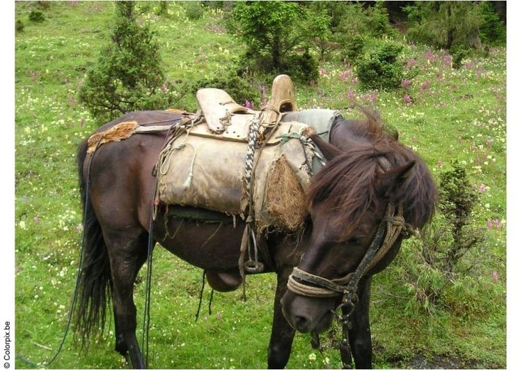 Photo horseback riding