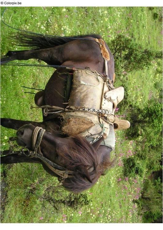 horseback riding