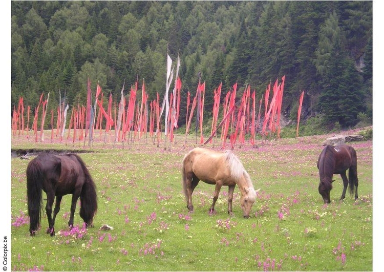 Photo horses and prayer flags
