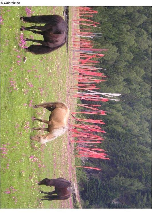 horses and prayer flags