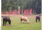 horses and prayer flags