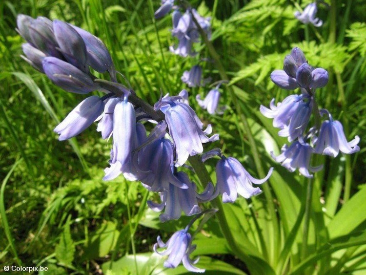 Photo hyacinth 1