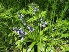 Photo hyacinth 3