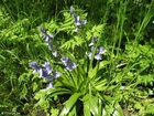 Photo hyacinth 3