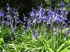 Photo hyacinth 4