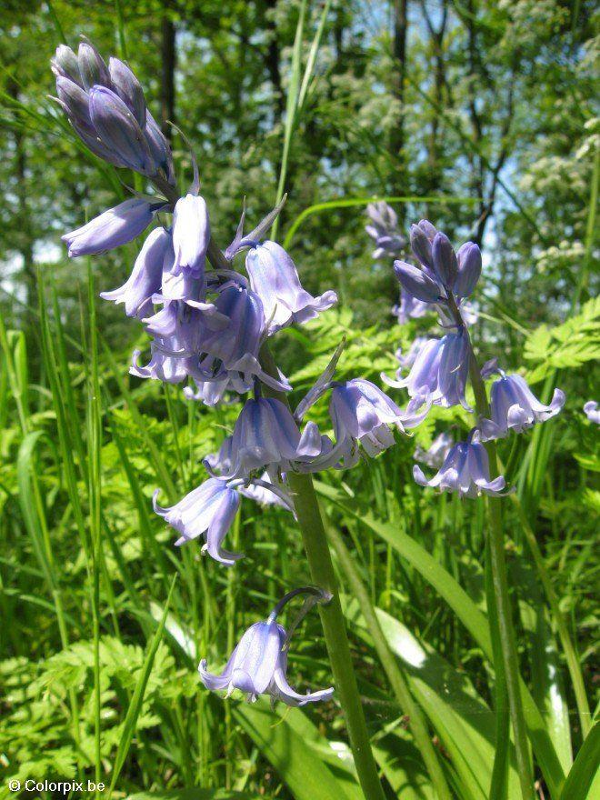 Photo hyacinth