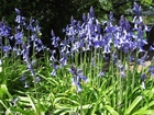 photo hyacinth 4