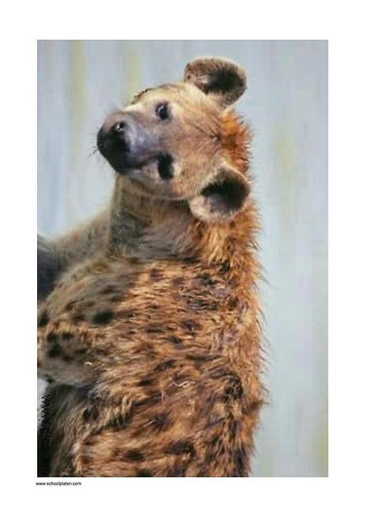 hyaena
