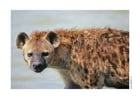 Photos hyaena