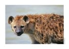 Photo hyaena