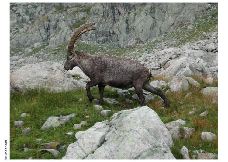 Photo ibex