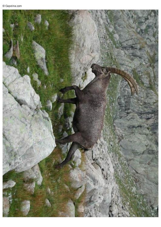 ibex