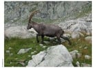 Photos ibex