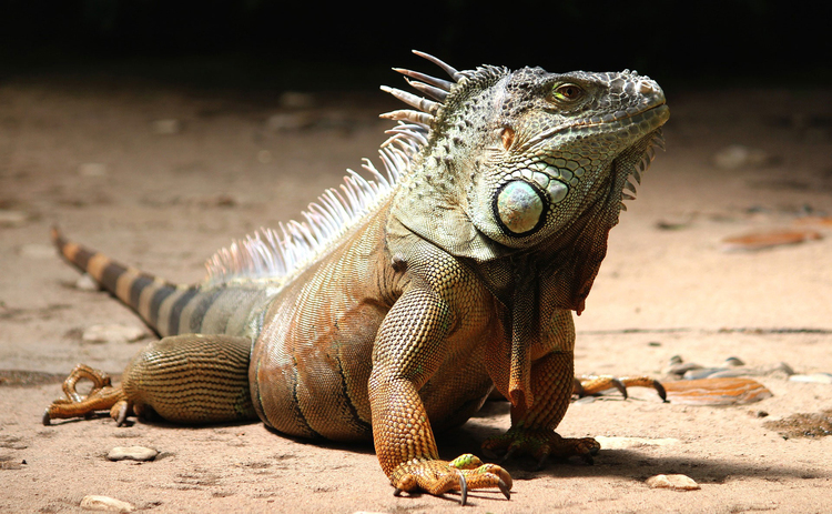 Photo iguana