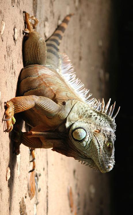 iguana