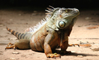 iguana